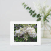 白い薄紫はがき ポストカード (スタンド正面)