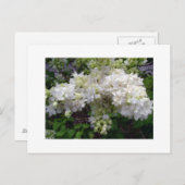 白い薄紫はがき ポストカード (正面/裏面)