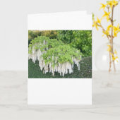 白い藤の美しいガーデン写真! カード (黄色い花)