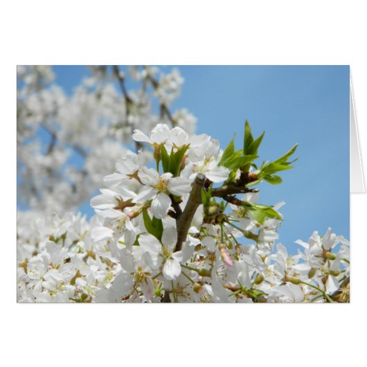 白い藤の花 (正面横)