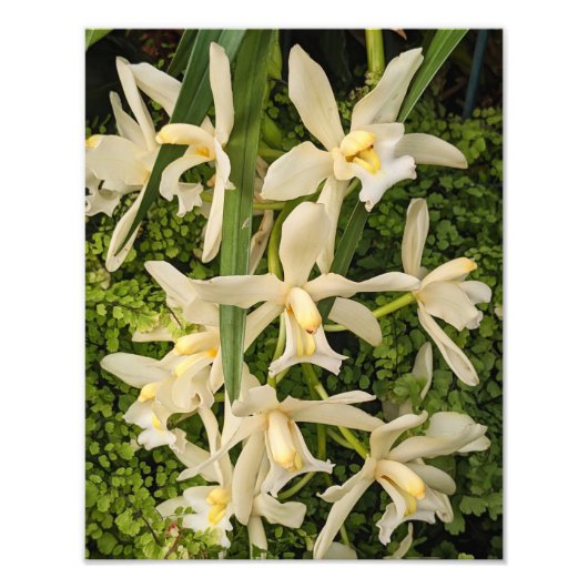 白い蘭とメイデンヘアシダフローラ フォトプリント (正面)