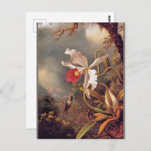 白い蘭のアメジストハミングバード ポストカード (正面/裏面)