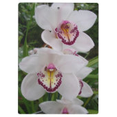 白い蘭の美しい熱帯の花 クリップボード (裏面)