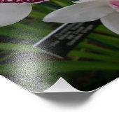 白い蘭の美しい熱帯の花 フォトプリント (角)