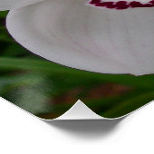 白い蘭の美しい熱帯の花 ポスター (コーナー)