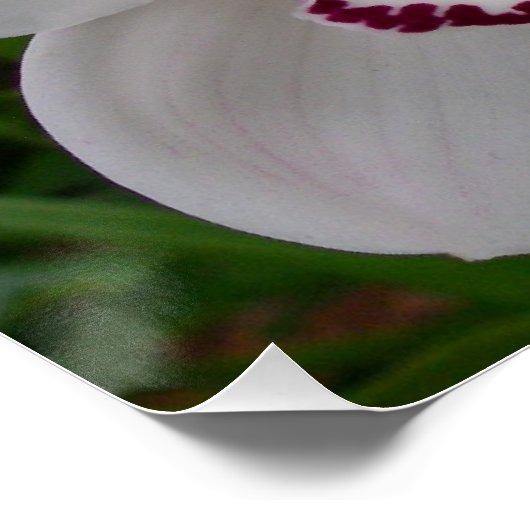 白い蘭の美しい熱帯の花 ポスター (コーナー)