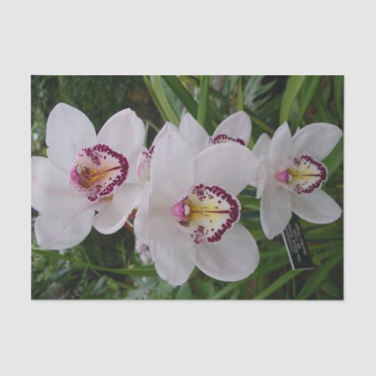 白い蘭の美しい熱帯の花 薄葉紙 (正面)