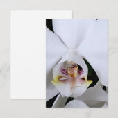 白い蘭の花のお礼カード サンキューカード (正面/裏面)