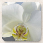 白い蘭の花 コースター (正面)