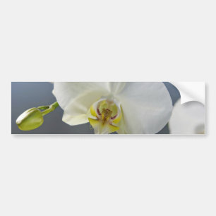 白い蘭の花 バンパーステッカー