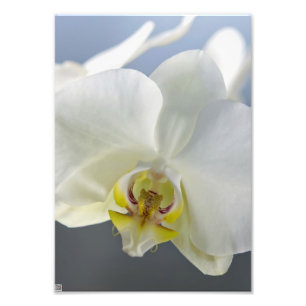 白い蘭の花 フォトプリント
