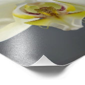 白い蘭の花 フォトプリント            (角)