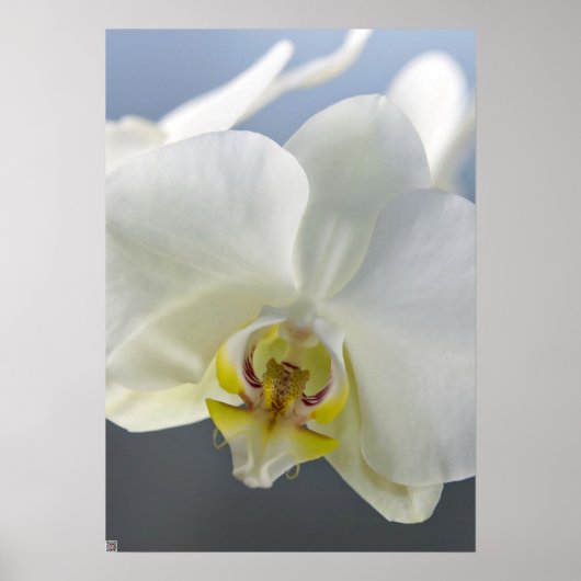 白い蘭の花 ポスター (正面)