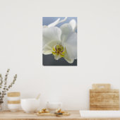 白い蘭の花 ポスター (キッチン)