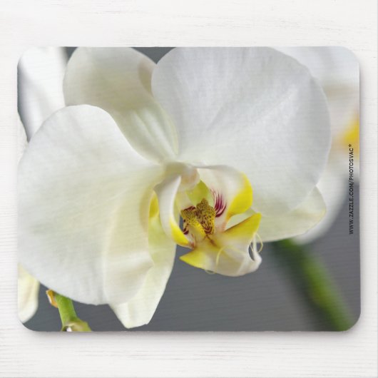白い蘭の花 マウスパッド (正面)