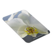 白い蘭の花 マグネット (右側)