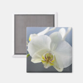 白い蘭の花 マグネット (正面/裏面)