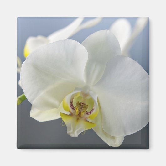 白い蘭の花 マグネット (正面)