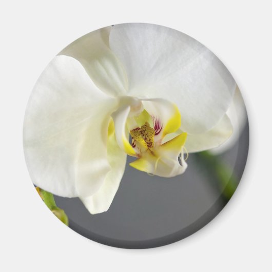 白い蘭の花 マグネット (正面)