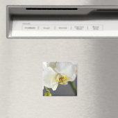 白い蘭の花 マグネット (インサイチュ (食洗機))