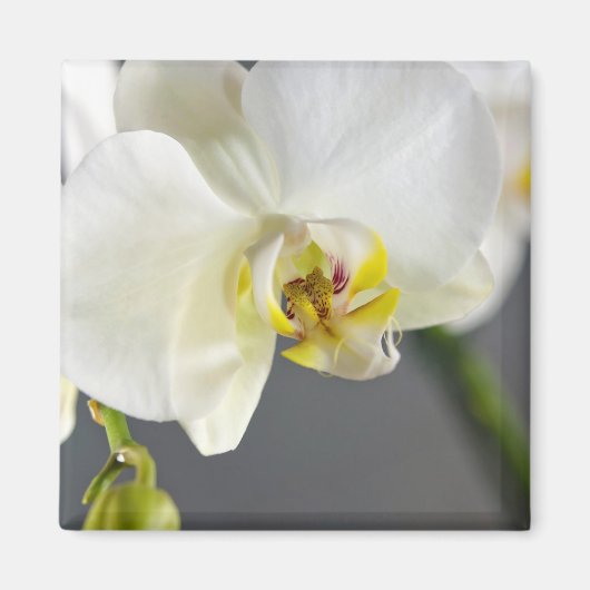 白い蘭の花 マグネット (正面)