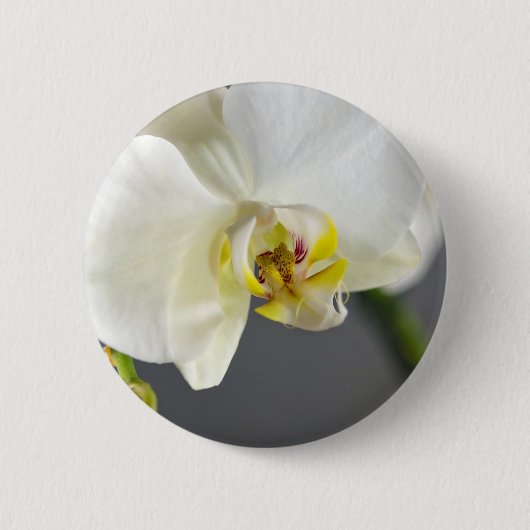 白い蘭の花 缶バッジ (正面)