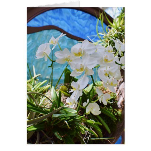 「白い蘭」 (正面)