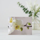 白い蘭・はがき ポストカード (スタンド正面)