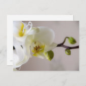 白い蘭・はがき ポストカード (正面/裏面)