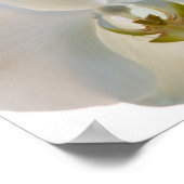 白い蘭 ポスター (角)