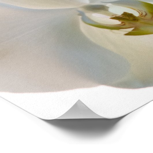 白い蘭 ポスター (角)