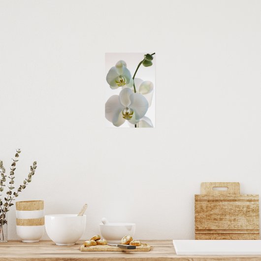 白い蘭 ポスター (キッチン)