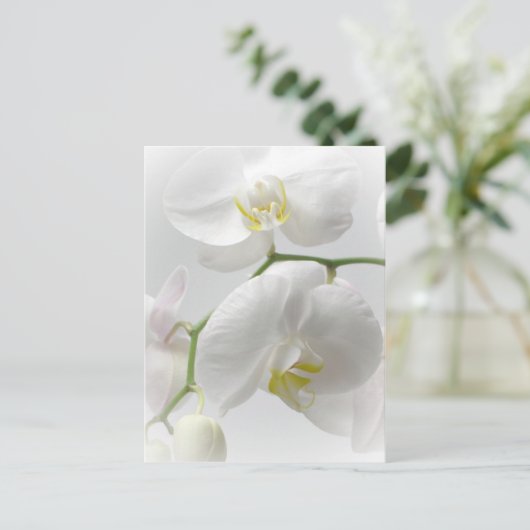 白い蘭 ポストカード (スタンド正面)
