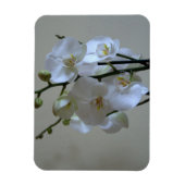 白い蘭 マグネット (縦)