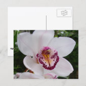 白い蘭I美しい熱帯花 ポストカード (正面/裏面)
