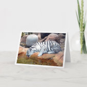 白い虎が水を飲む カード (正面)