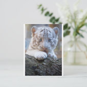 白い虎の子はポー舐め良い ポストカード (スタンド正面)