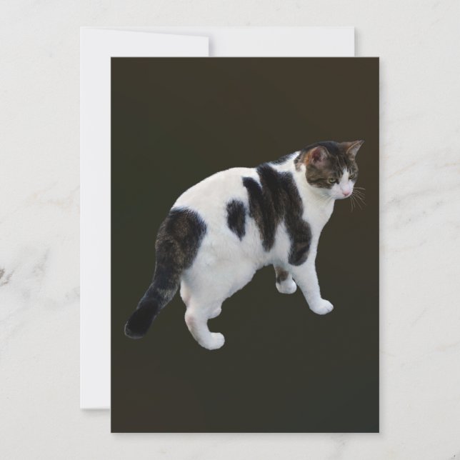 白い虎猫と濃いパッチ (正面)