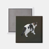 白い虎猫と濃いパッチ マグネット (正面/裏面)