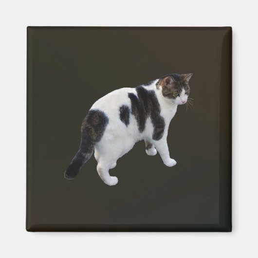 白い虎猫と濃いパッチ マグネット (正面)