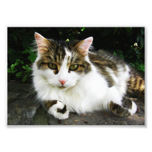 白い虎猫写真 フォトプリント            (正面)