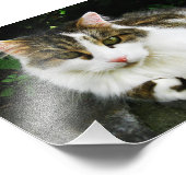 白い虎猫写真 フォトプリント            (角)