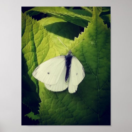 白い蛾 ポスター (正面)
