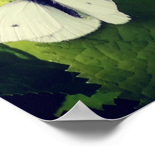 白い蛾 ポスター (角)