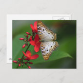 白い蝶のクローズアップ ポストカード (正面/裏面)