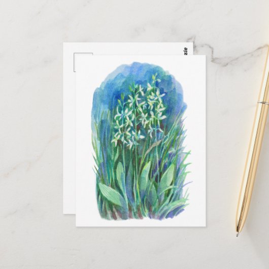 白い蝶のラン 春の花の絵 ポストカード (正面/裏面インサイチュ)