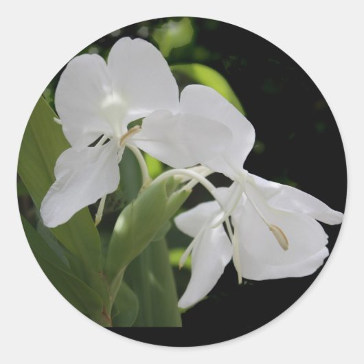 白い蝶ジンジャー ラウンドシール (正面)