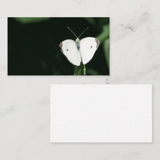 白い蝶名刺 名刺 (正面/裏面)