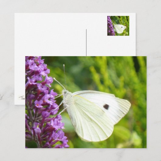 白い蝶1 ポストカード (正面/裏面)