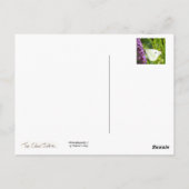 白い蝶1 ポストカード (裏面)